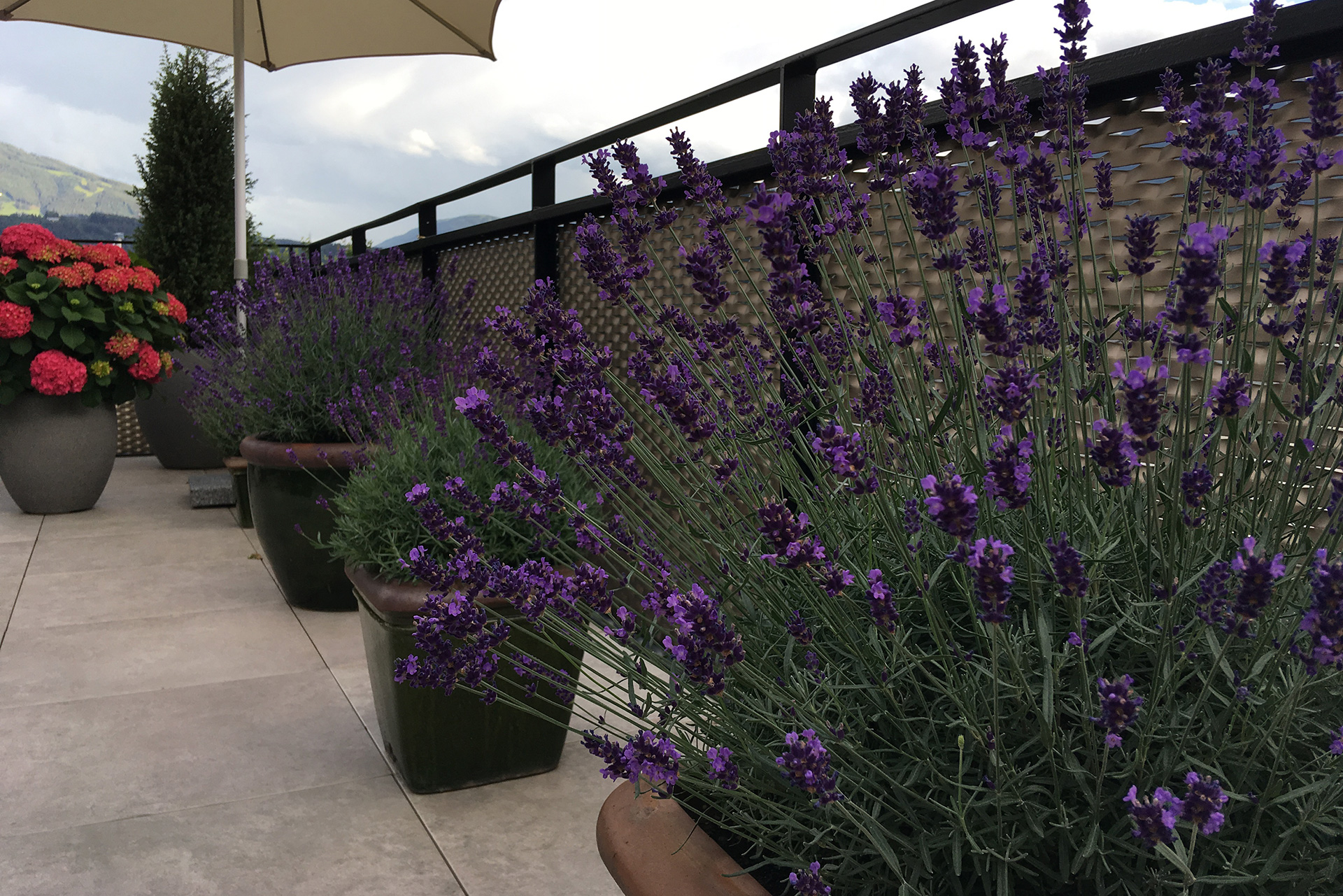 Terrassengestaltung, Terrassenbepflanzung, Gartenbau Lechner Innsbruck Tirol